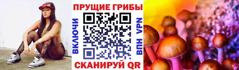 Псилоцибиновые грибы Psilocybine cubensis  Чехов 